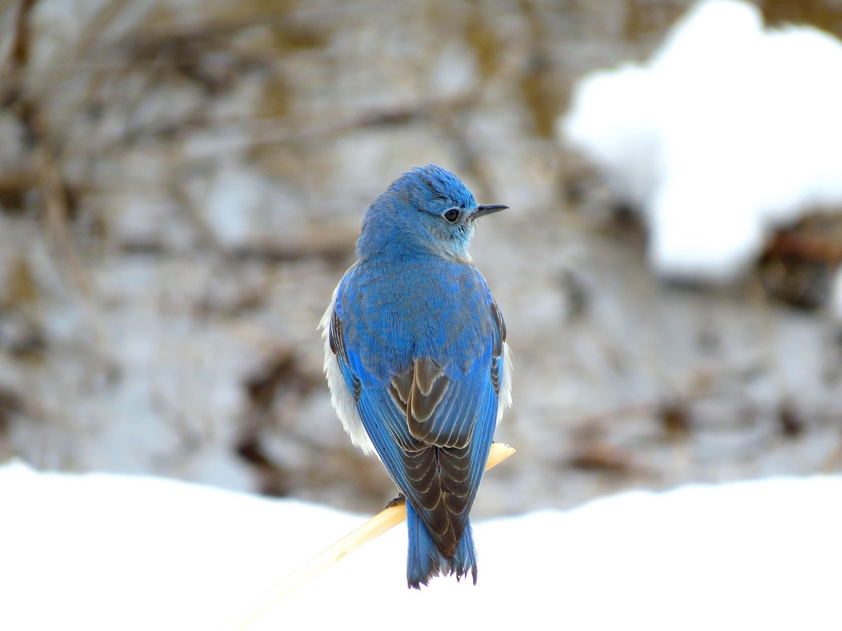 Mountain Bluebird - ML27234951