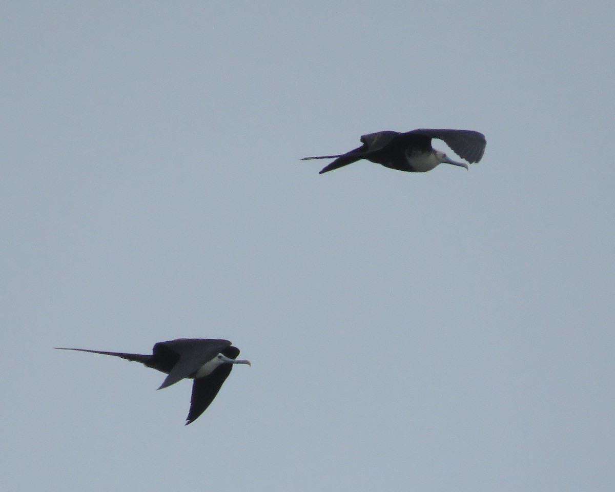 Magnificent Frigatebird - ML27234961
