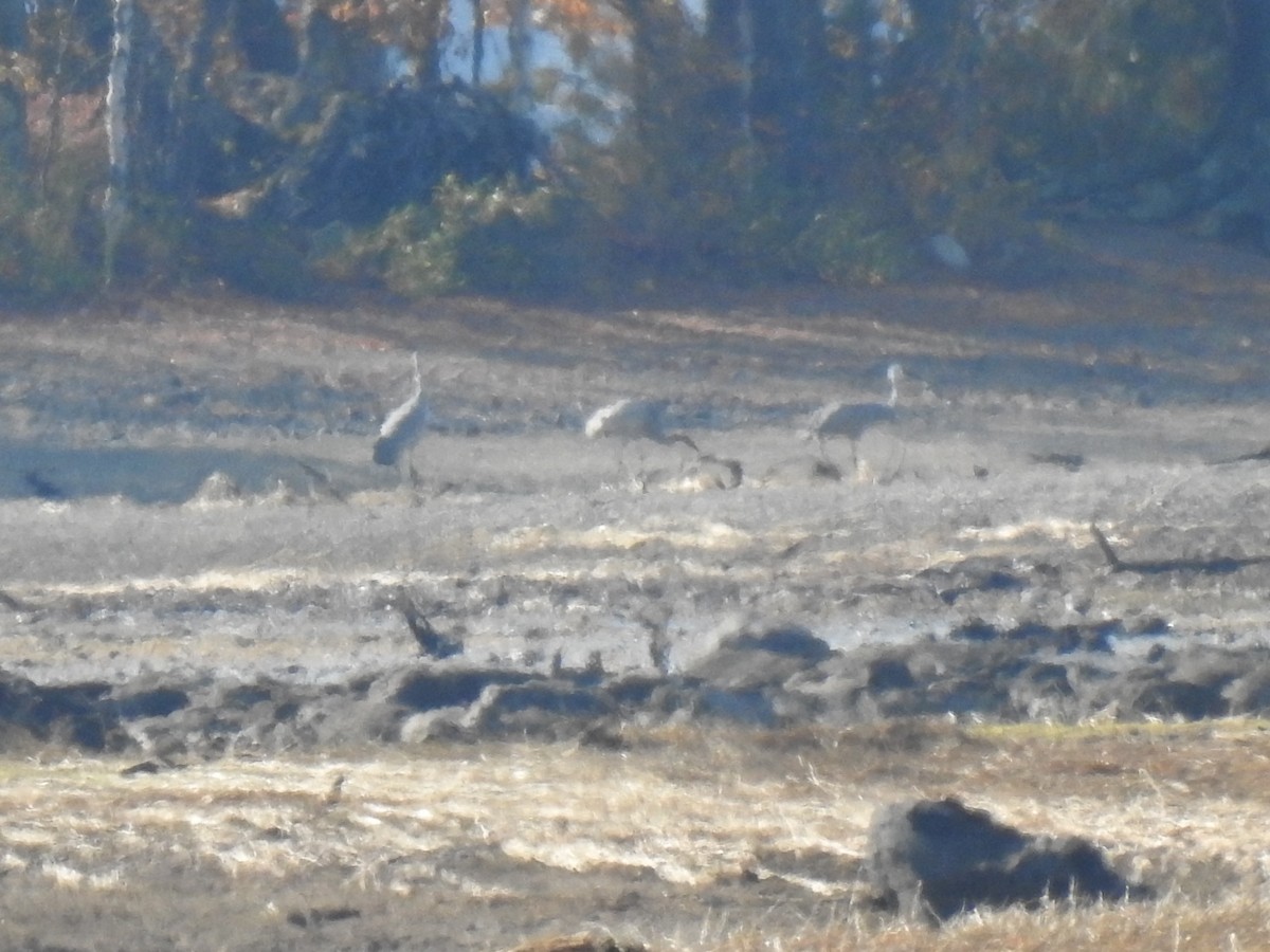 Sandhill Crane - ML272350301