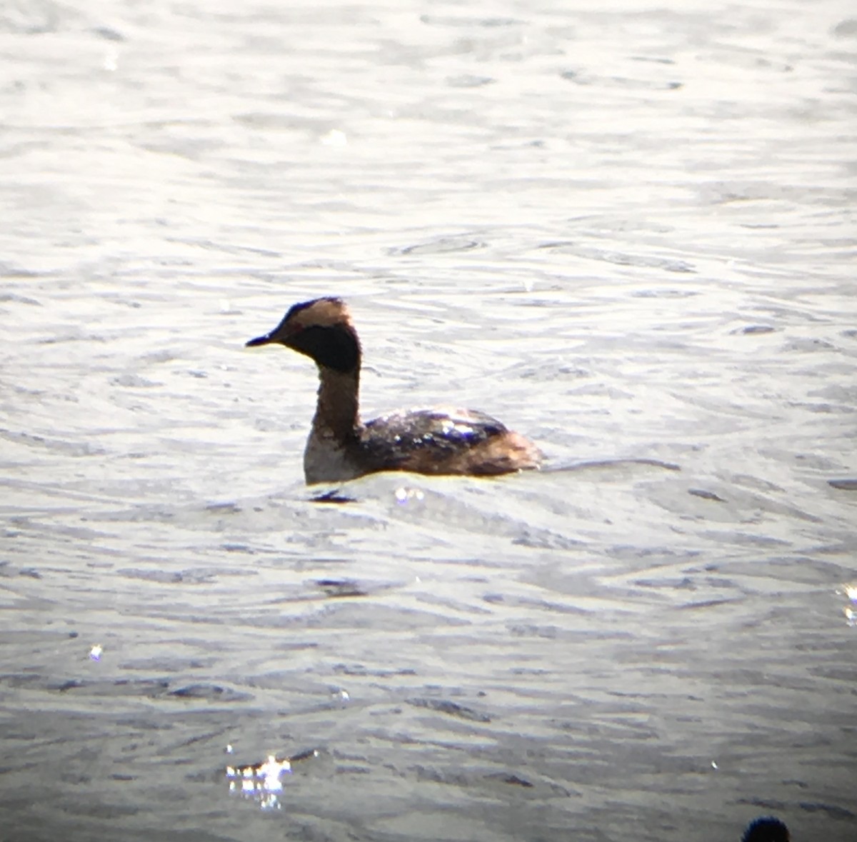 Horned Grebe - ML27235091