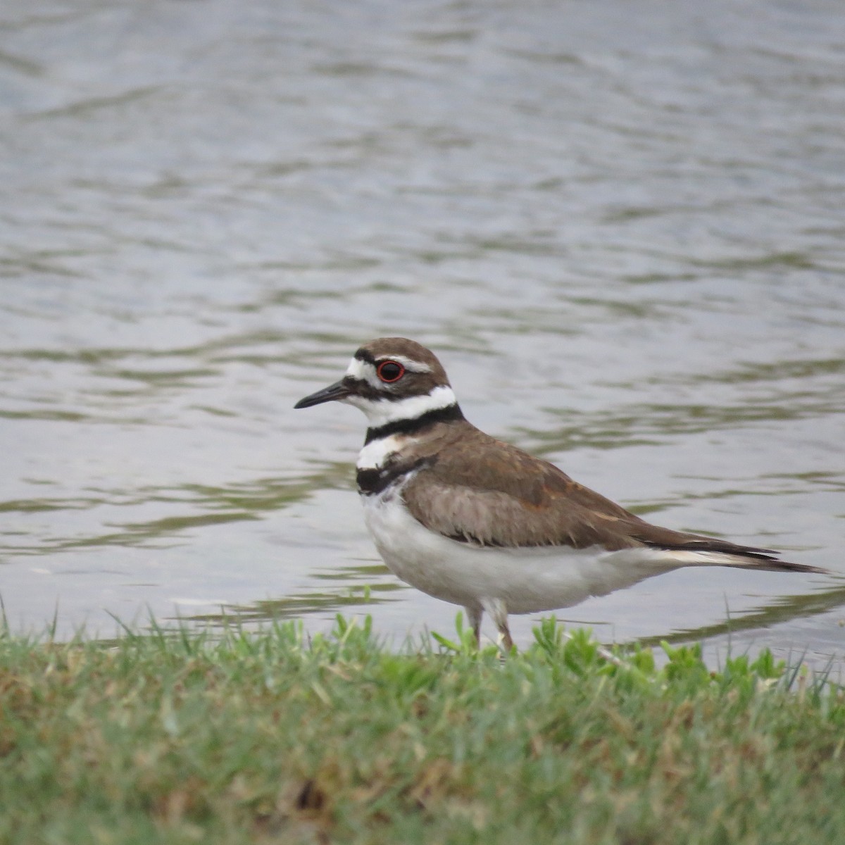 Killdeer - ML27235131