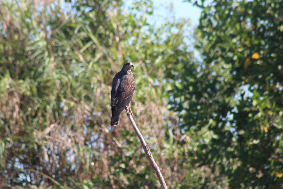 Snail Kite - ML272351621