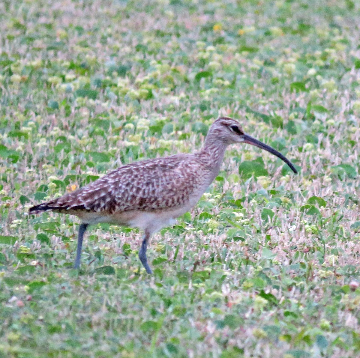Whimbrel (Hudsonian) - ML27235171