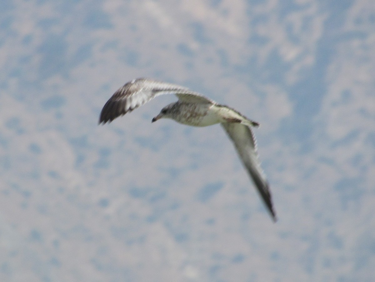 Ring-billed Gull - ML272351901