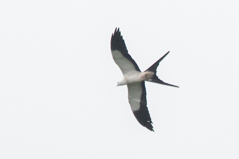 Swallow-tailed Kite - Galo Chiriboga
