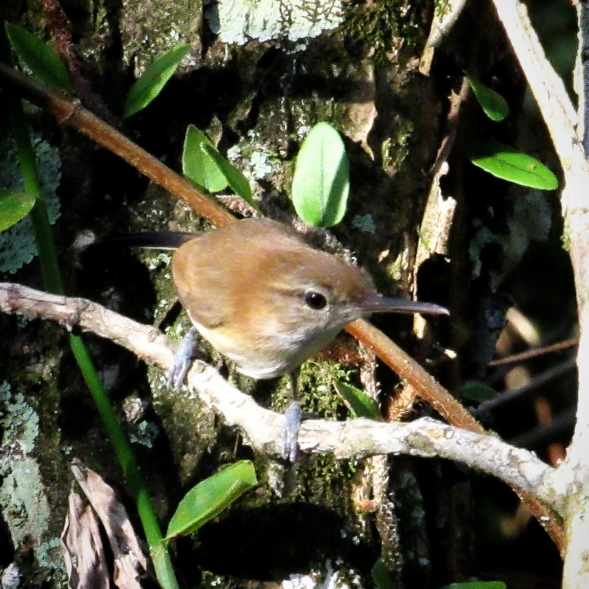 Long-billed Gnatwren (Trilling) - ML272353321