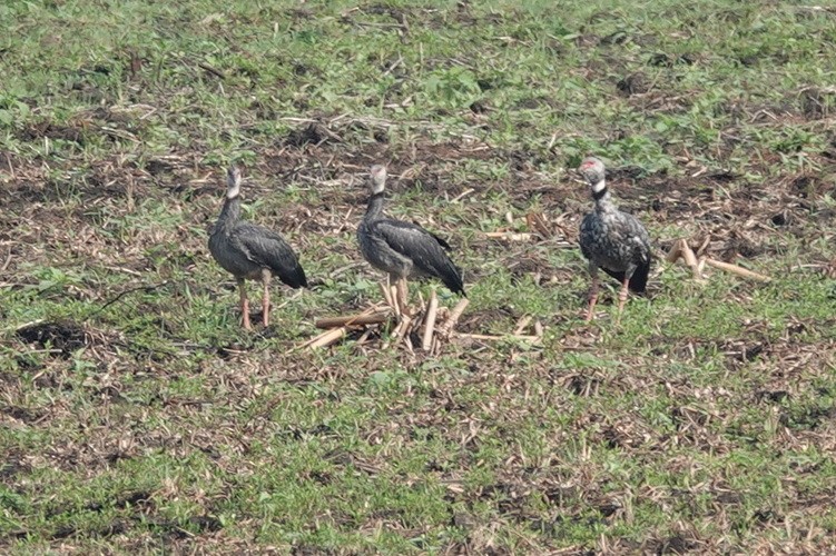 Southern Screamer - ML272355871