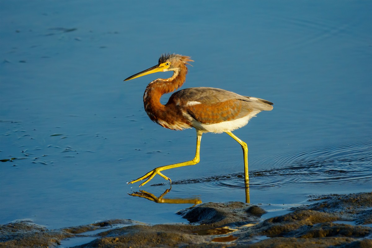 Tricolored Heron - ML272356691