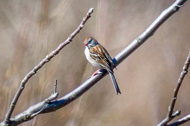 Field Sparrow - Michael Gay