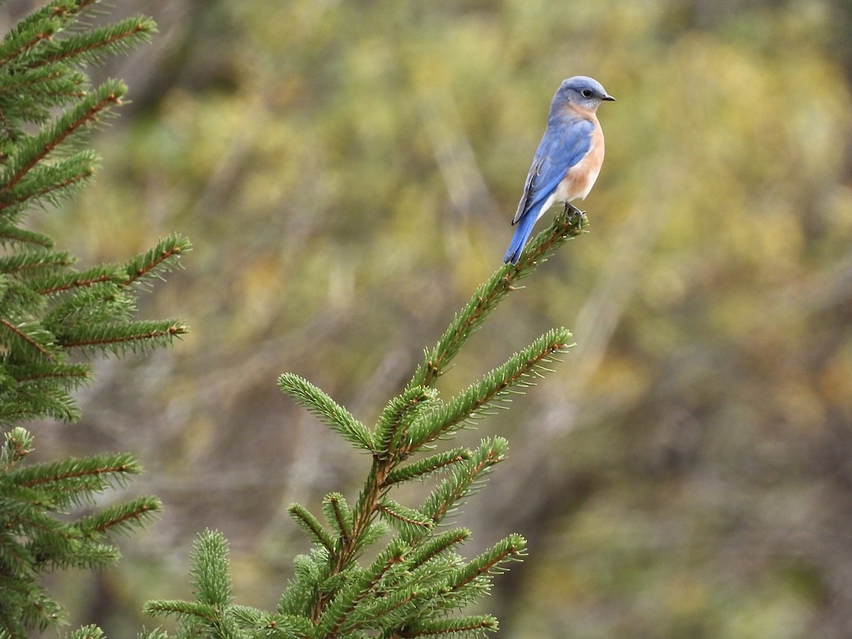 Eastern Bluebird - Bill Massaro