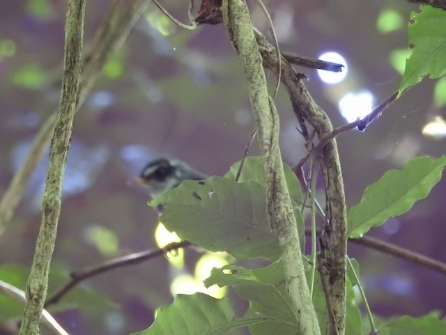 Vanuatu Streaked Fantail - ML272358311