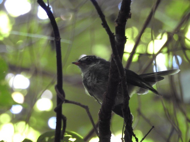 Vanuatu Streaked Fantail - ML272359531