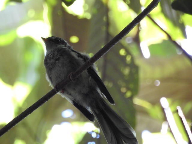 Vanuatu Streaked Fantail - ML272359541