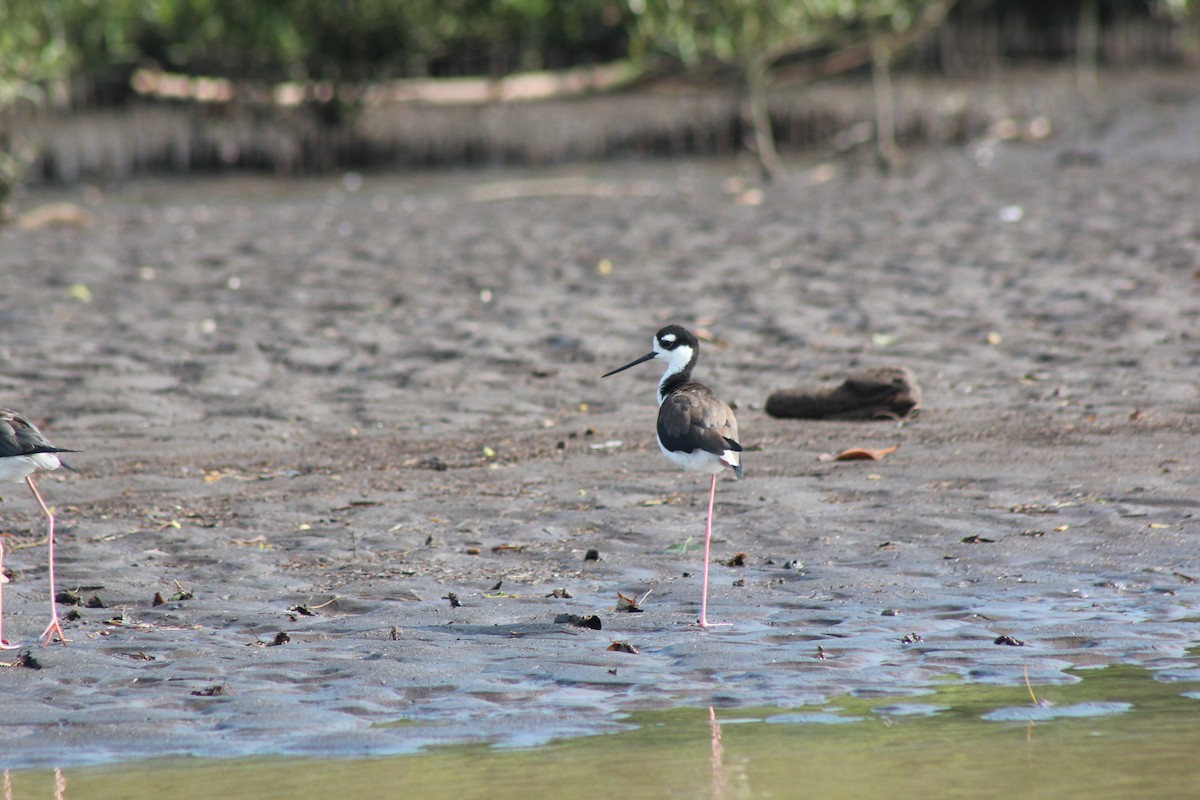 Black-necked Stilt - ML272360361