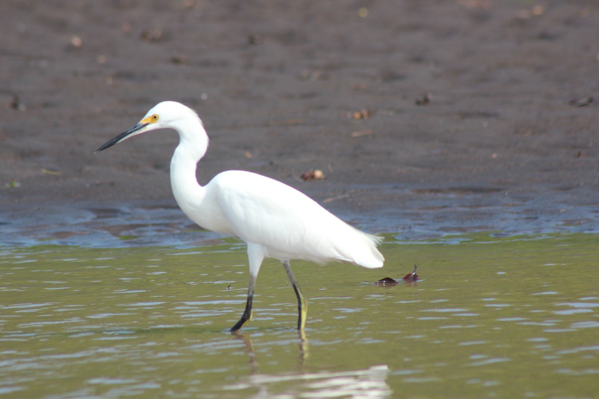 Snowy Egret - ML272360611