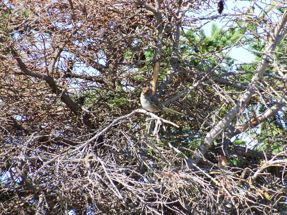 White-crowned Sparrow - Lewnanny Richardson