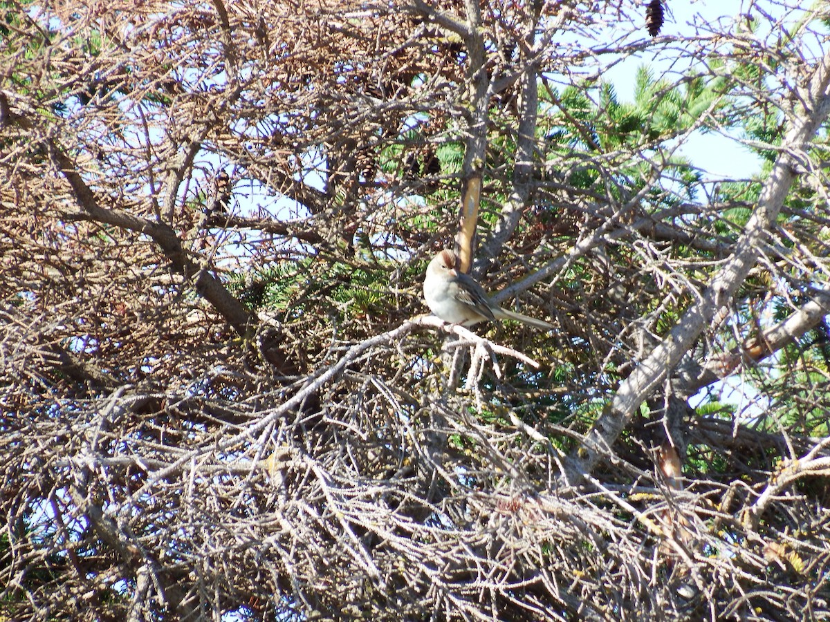 White-crowned Sparrow - ML272360751