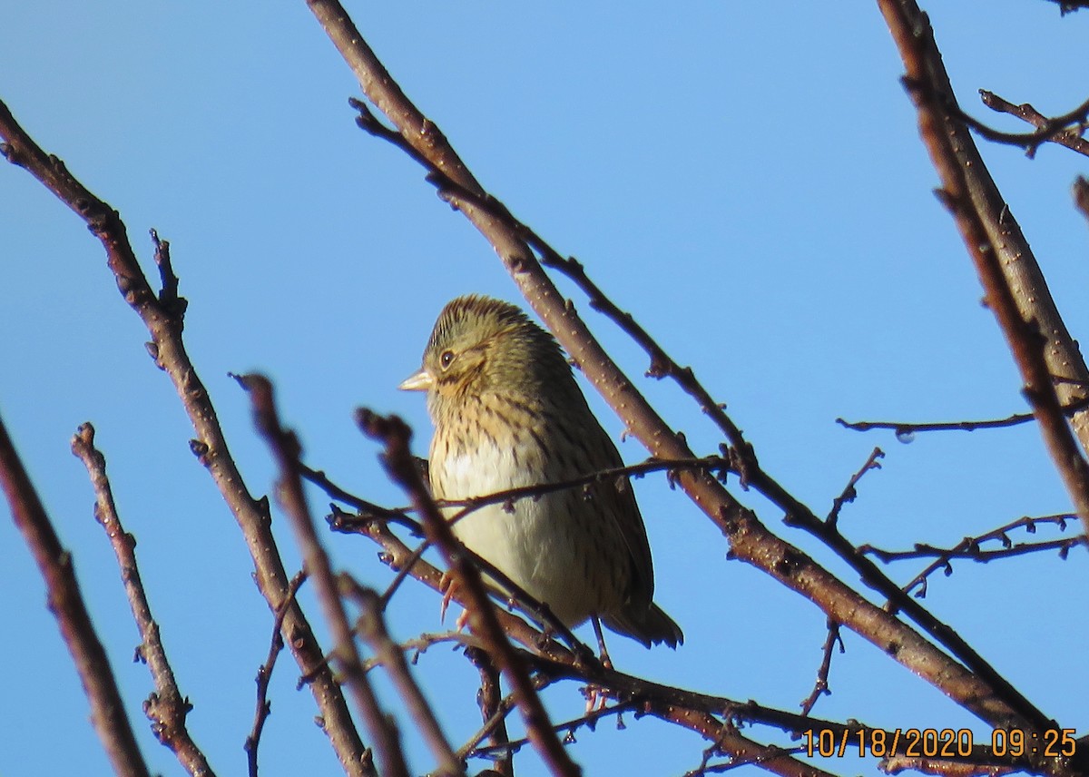 Lincoln's Sparrow - ML272360901