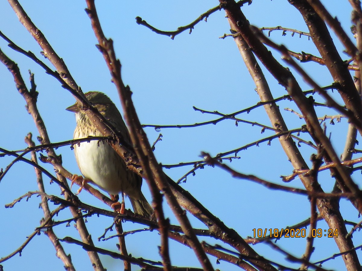 Lincoln's Sparrow - ML272361241