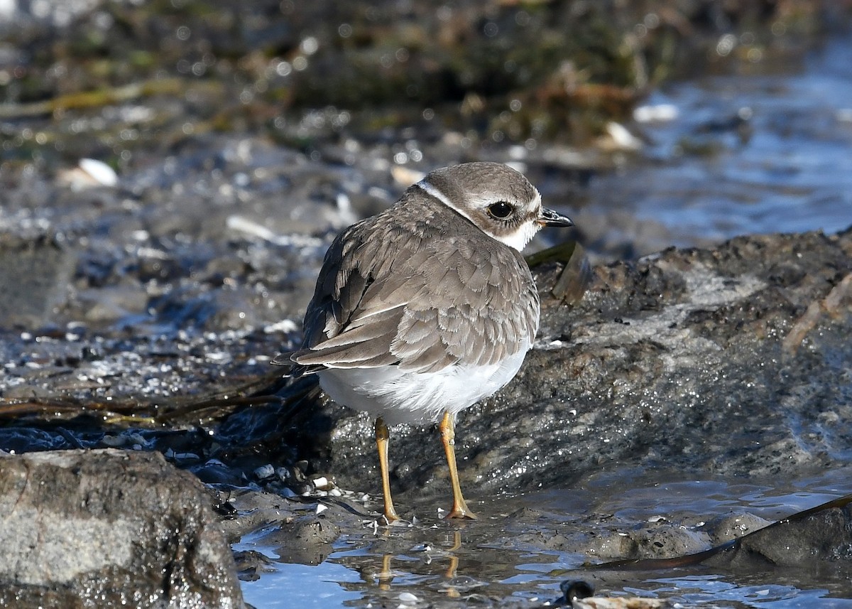 Semipalmated Plover - Gary Chapin