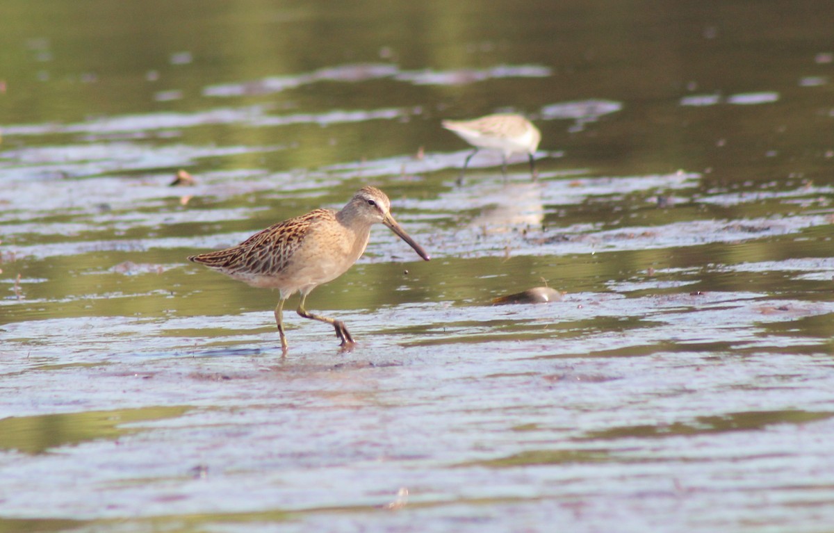 短嘴半蹼鷸/長嘴半蹼鷸 - ML272361861