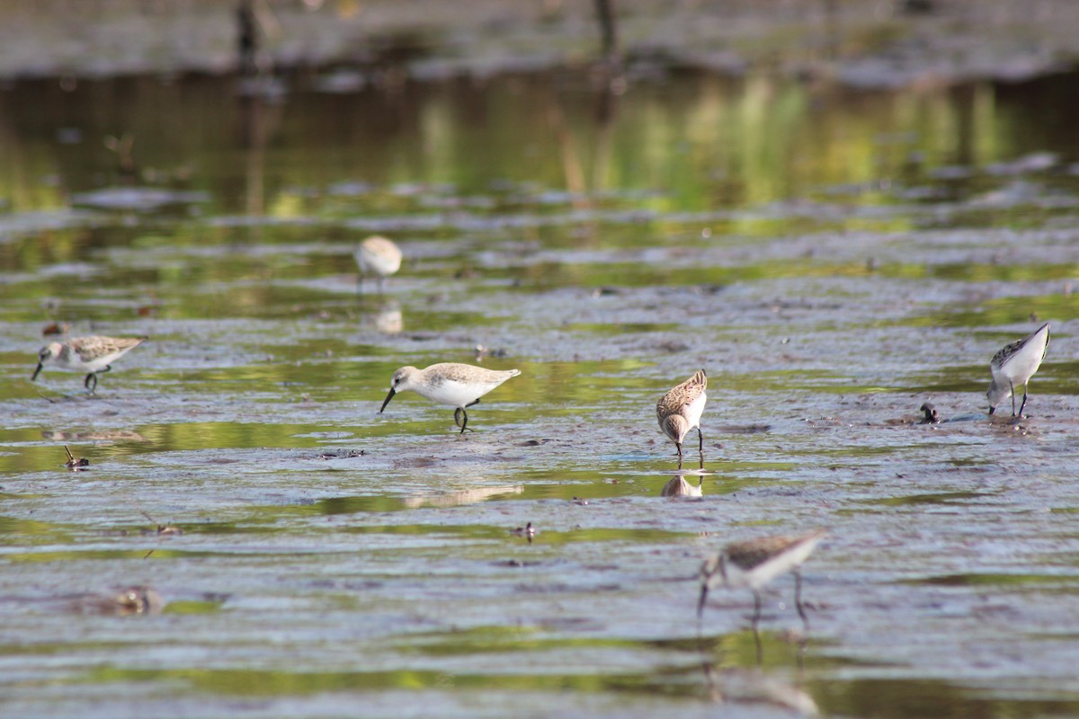 西濱鷸 - ML272362771