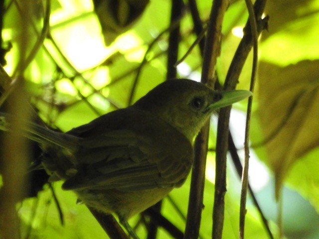 Southern Shrikebill - ML272362821