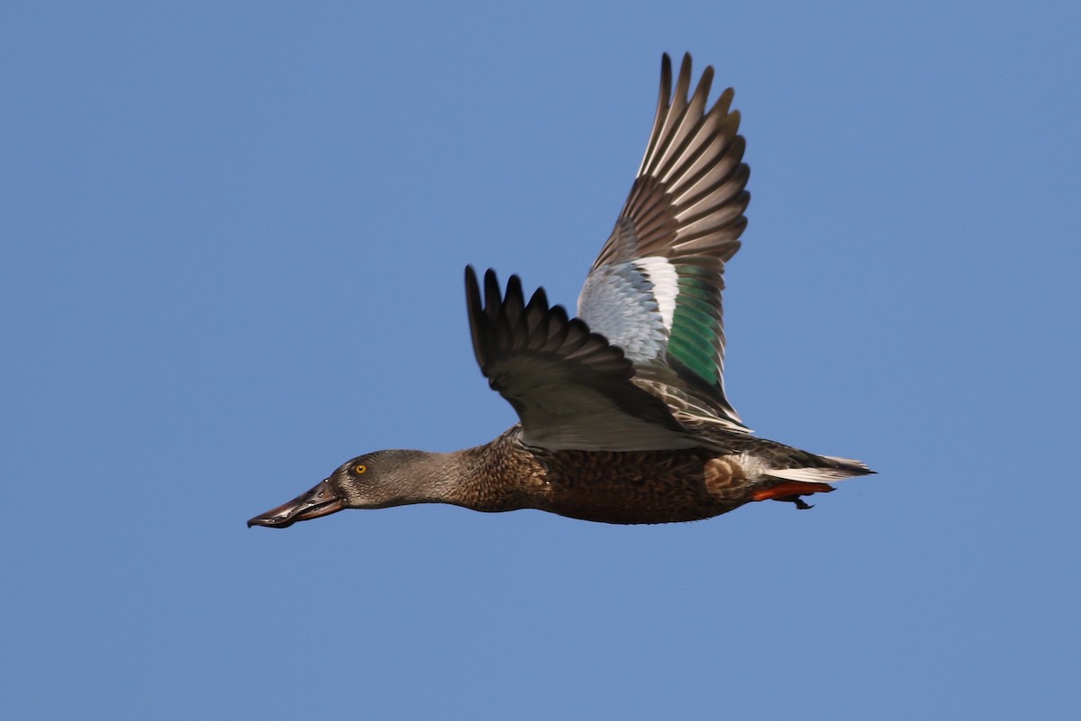 Northern Shoveler - Dan Burton