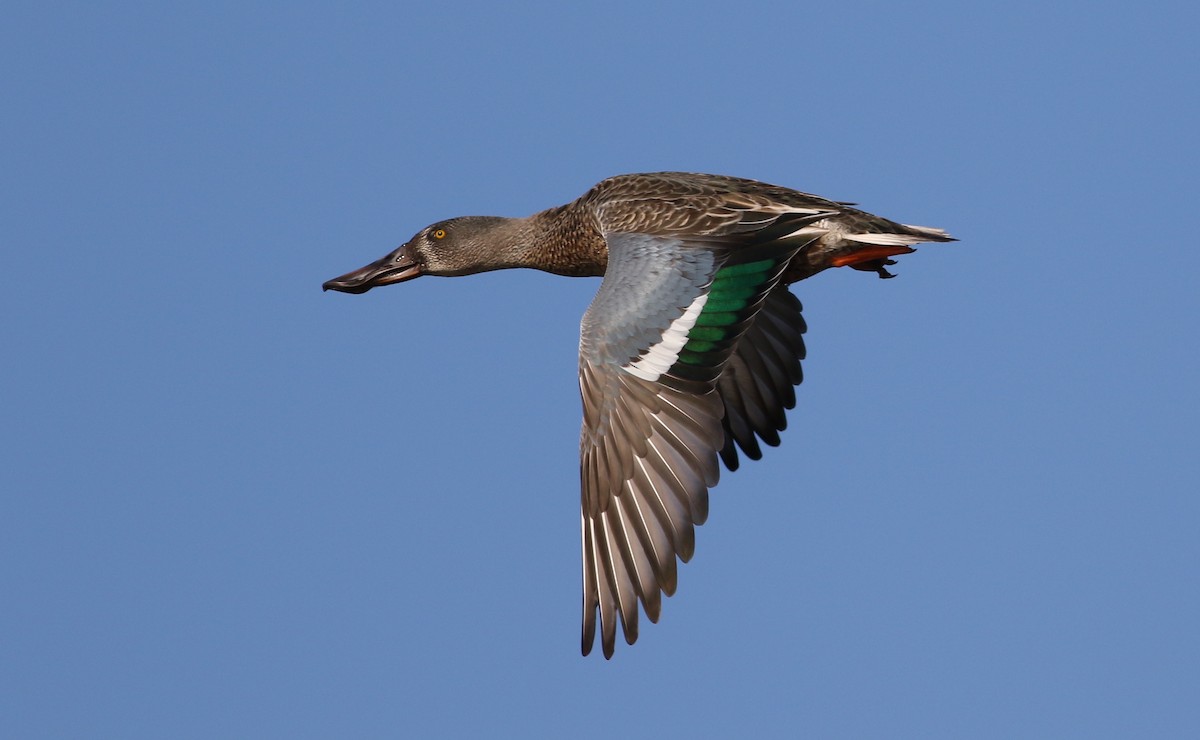 Northern Shoveler - ML272363041