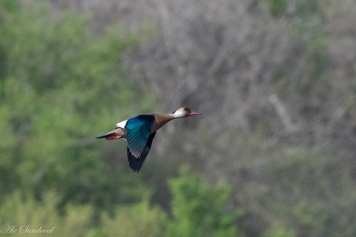 Brazilian Teal - ML272363671