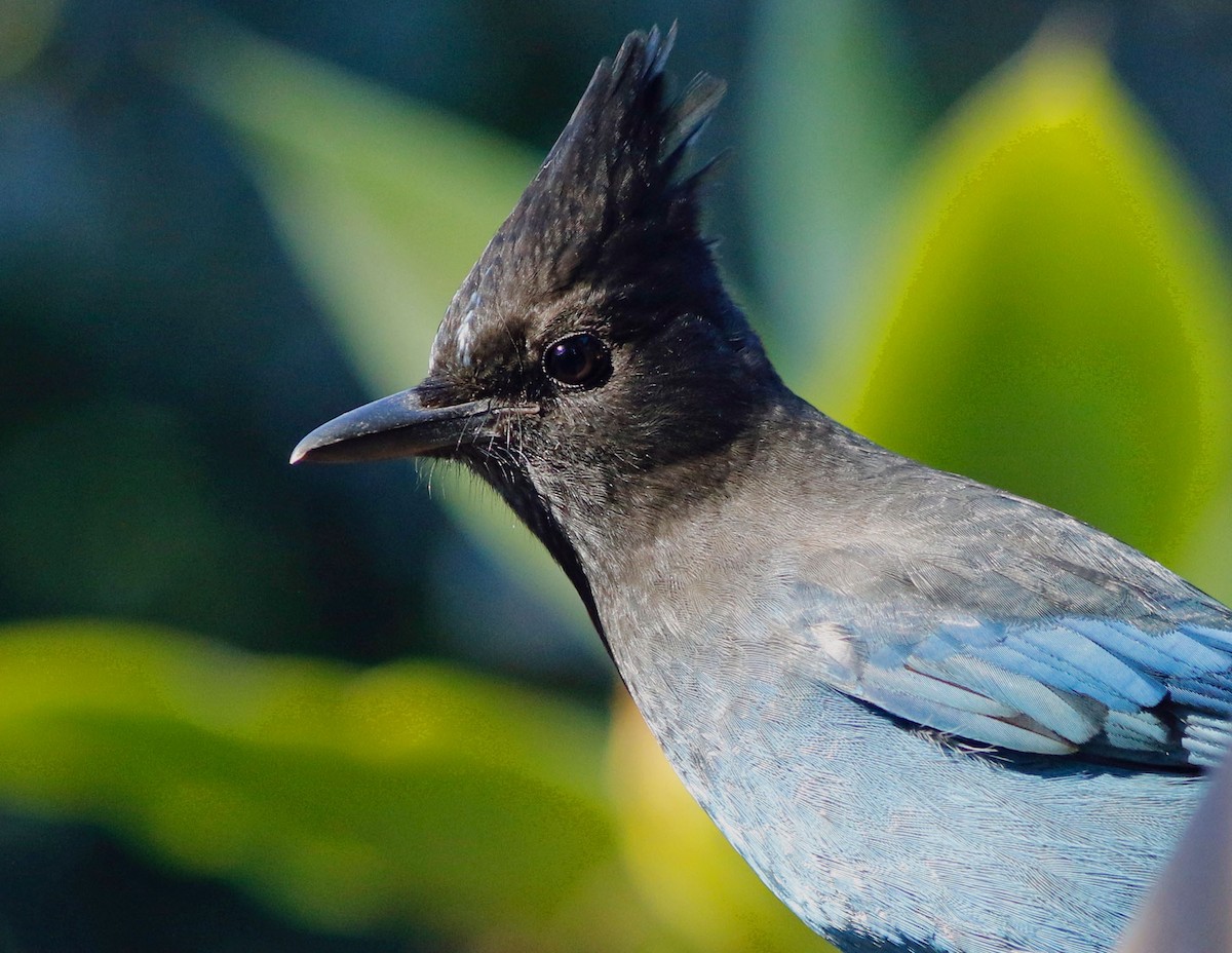 Steller's Jay (Coastal) - Don Roberson