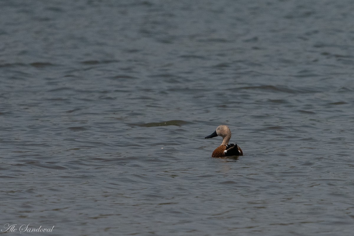 Red Shoveler - ML272364461