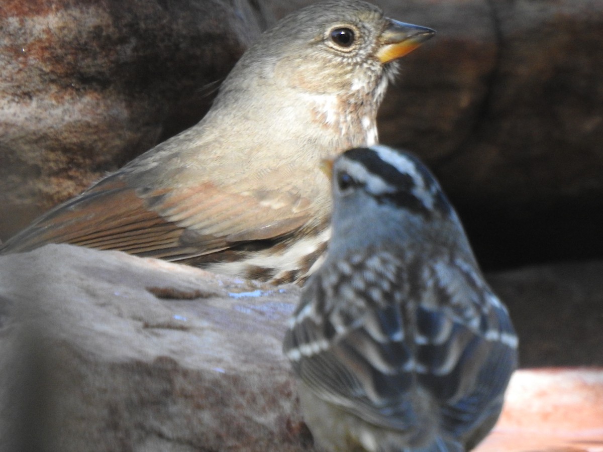 Fox Sparrow (Slate-colored) - Brian Ison