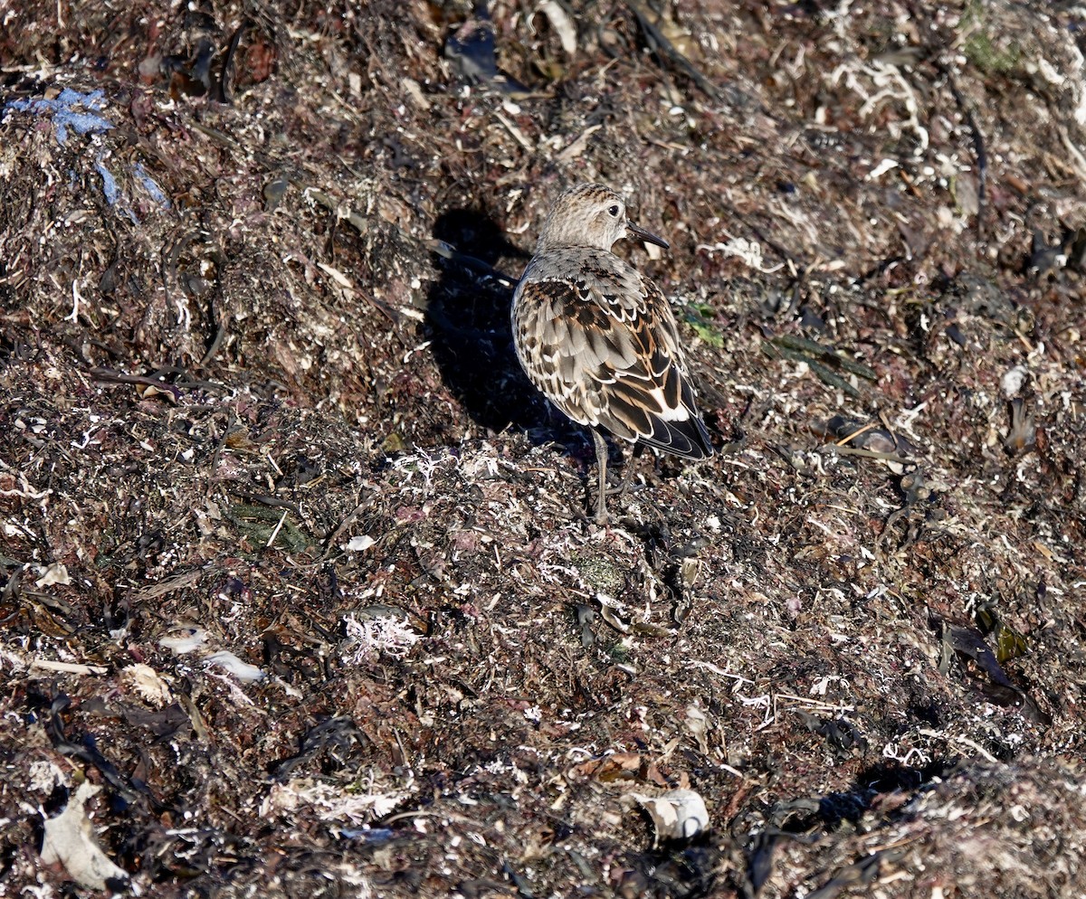 Weißbürzel-Strandläufer - ML272365501