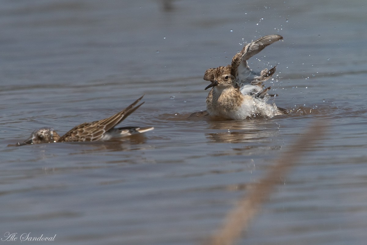 Baird's Sandpiper - Alejandro Sandoval