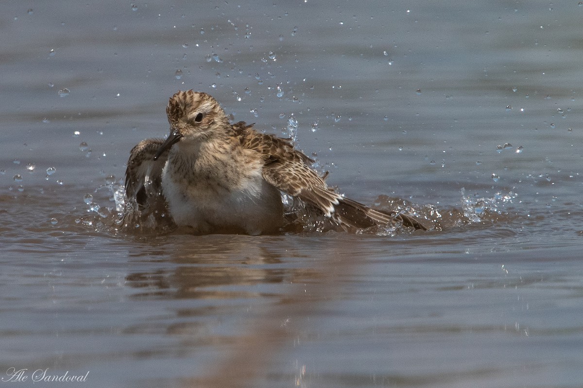 Baird's Sandpiper - Alejandro Sandoval