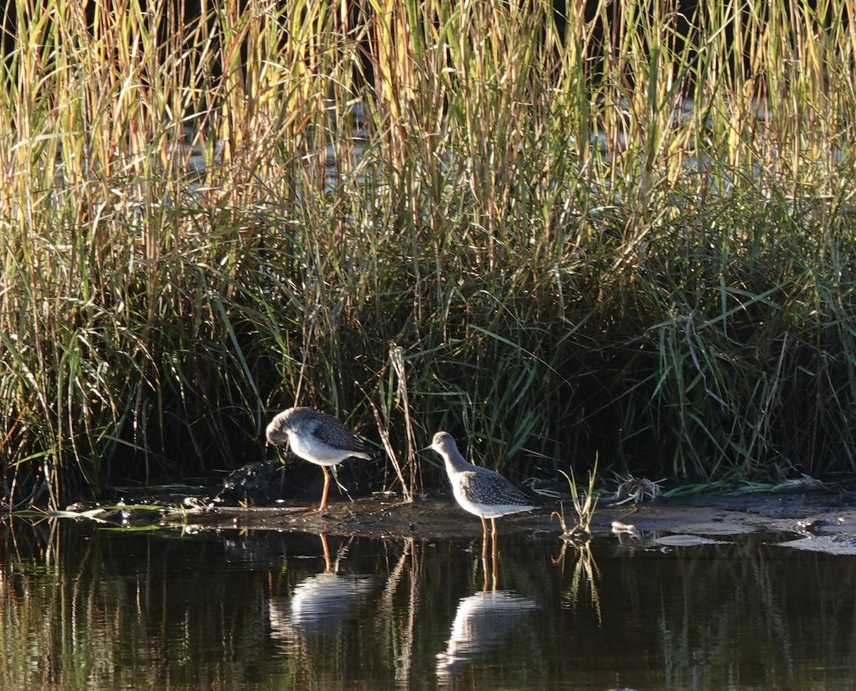 Lesser Yellowlegs - ML272366171