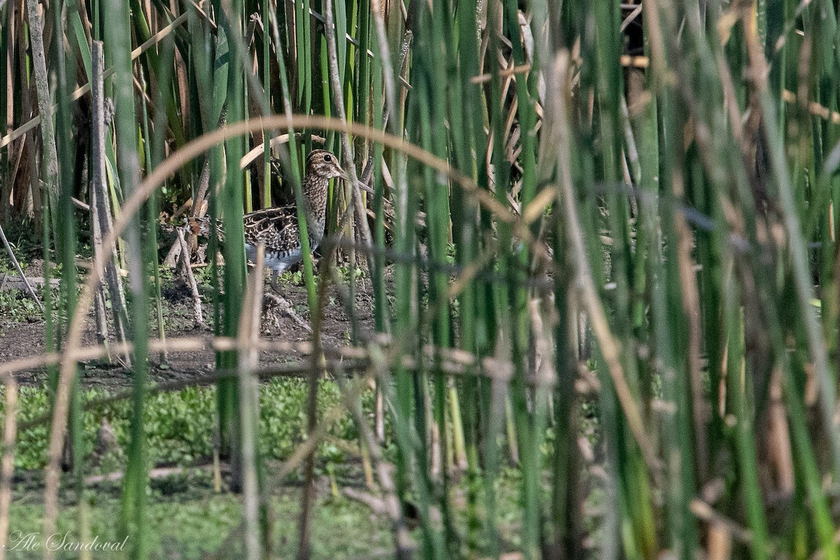 Pantanal Snipe - Alejandro Sandoval