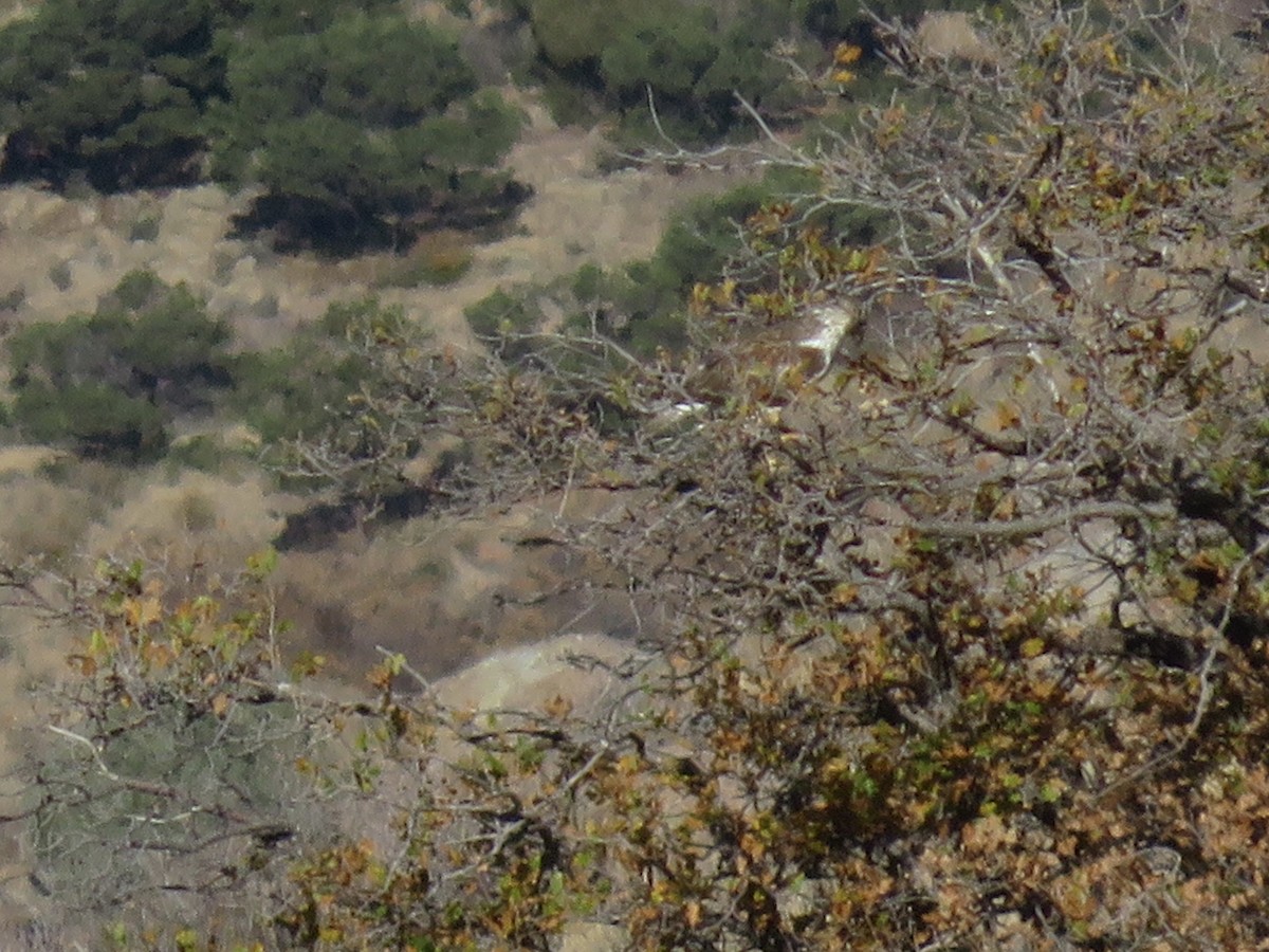 Ferruginous Hawk - ML272366461
