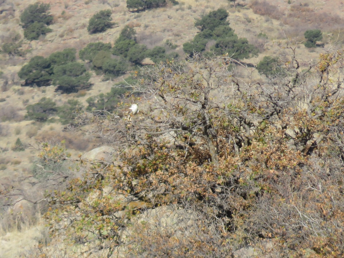 Ferruginous Hawk - ML272366581