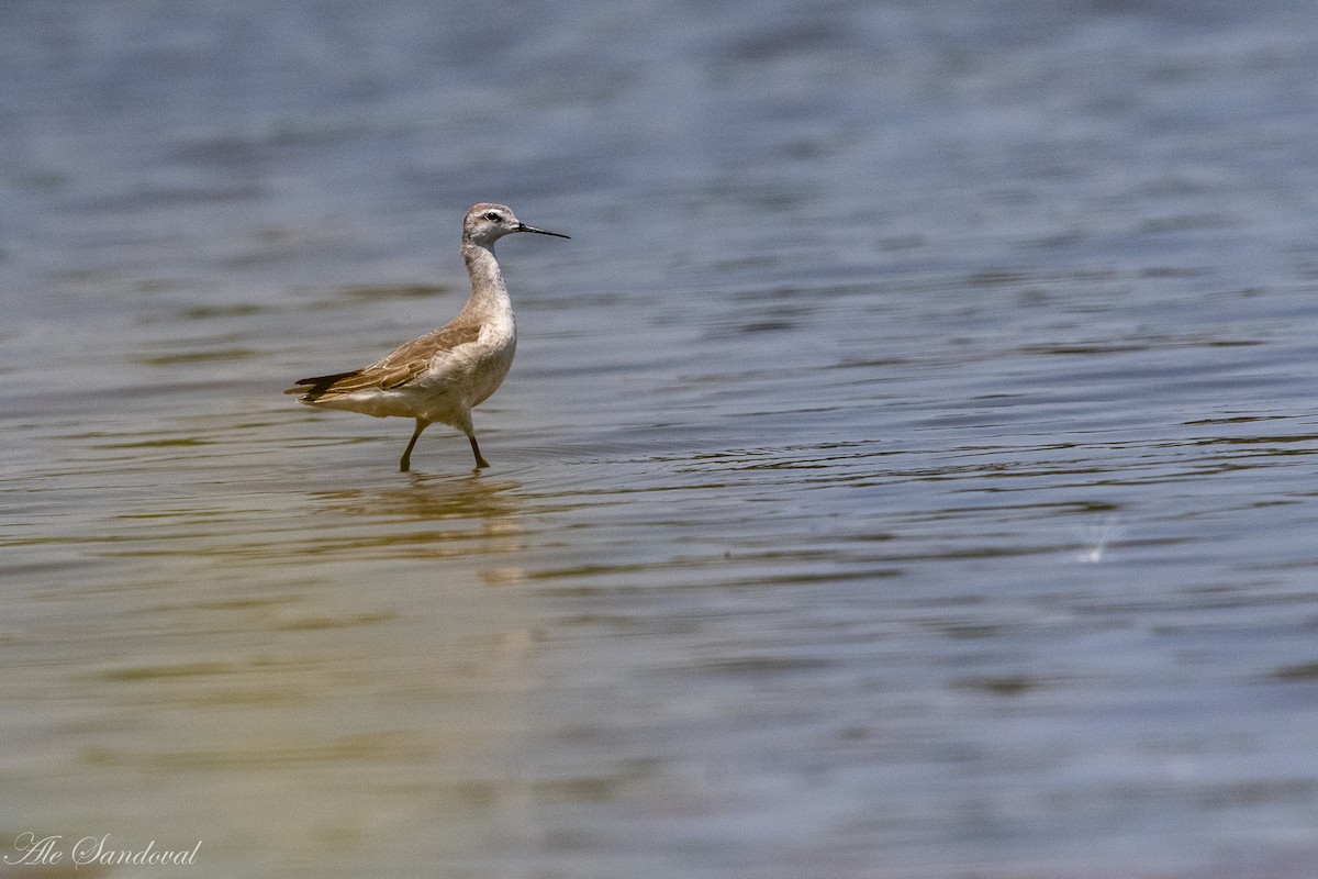 Wilson's Phalarope - Alejandro Sandoval