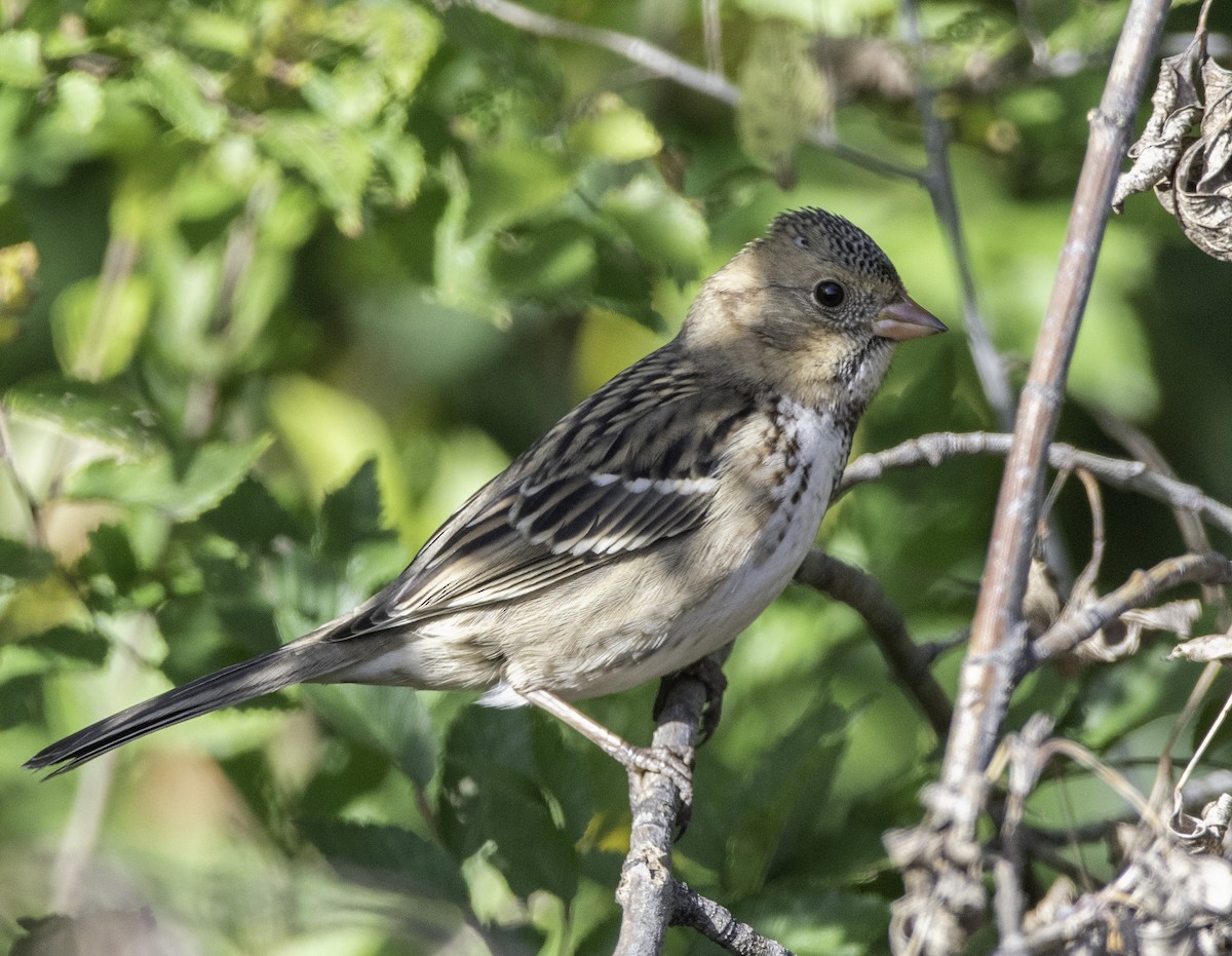 Harris's Sparrow - ML272367801