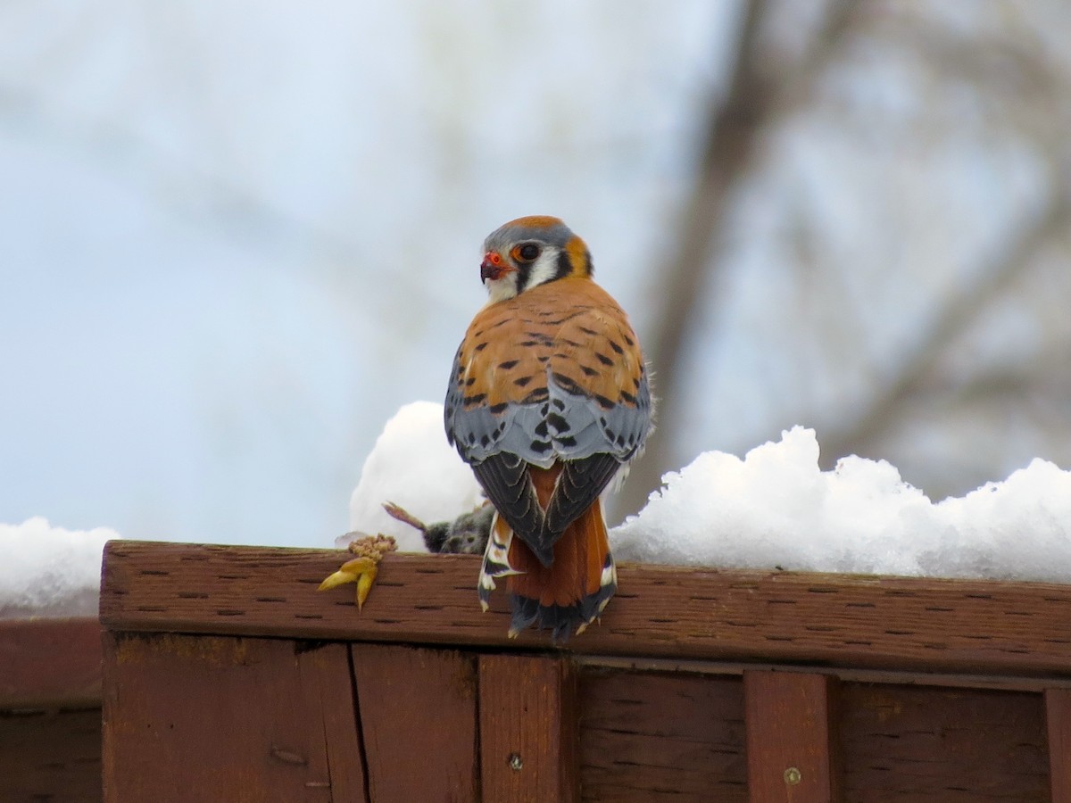 American Kestrel - ML27236791