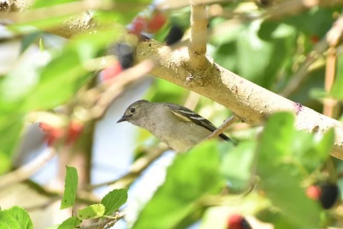 White-crested Elaenia - ML272368821