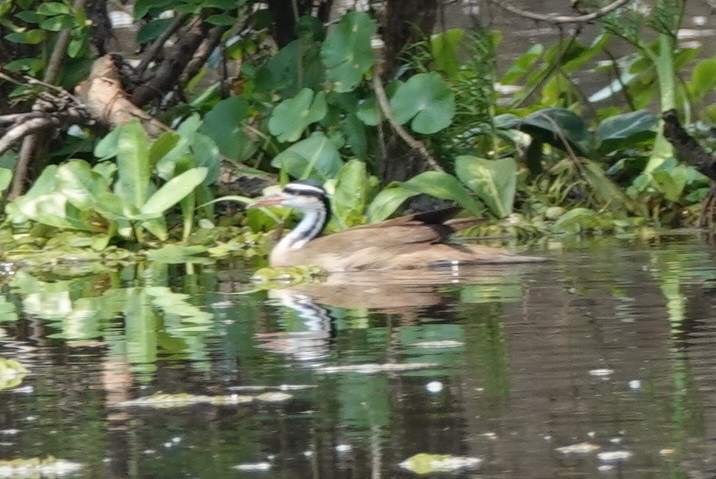 Sungrebe - ML272369601