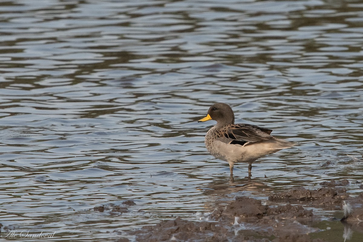 Yellow-billed Teal - ML272372841