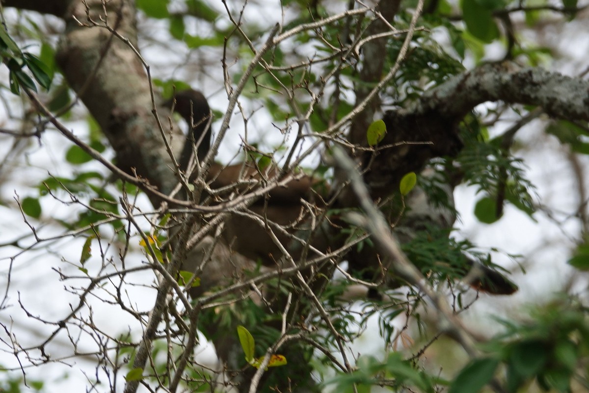 Chaco Chachalaca - ML272373071