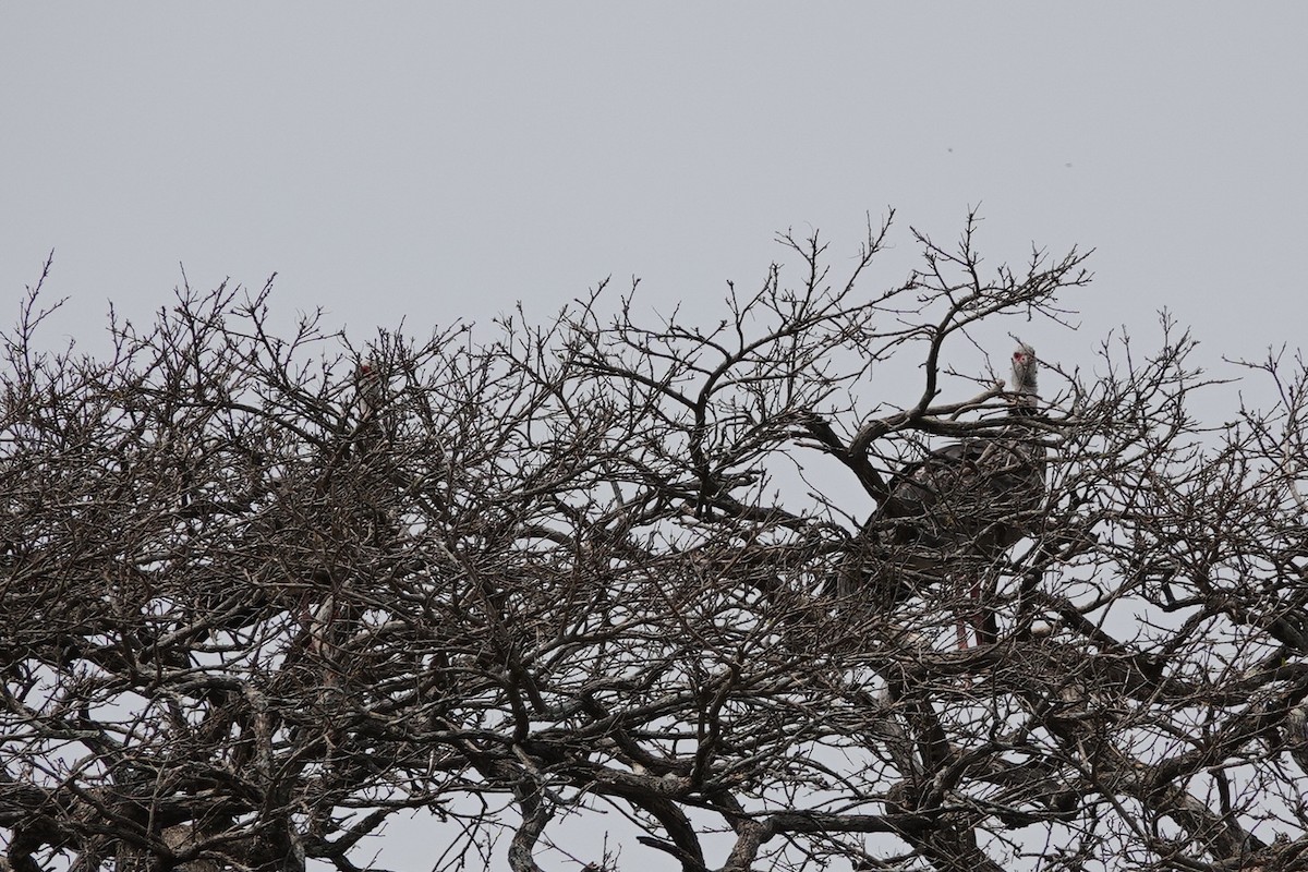 Southern Screamer - ML272373381