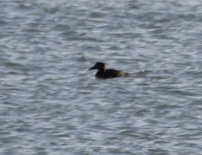 Surf Scoter - ML272373981