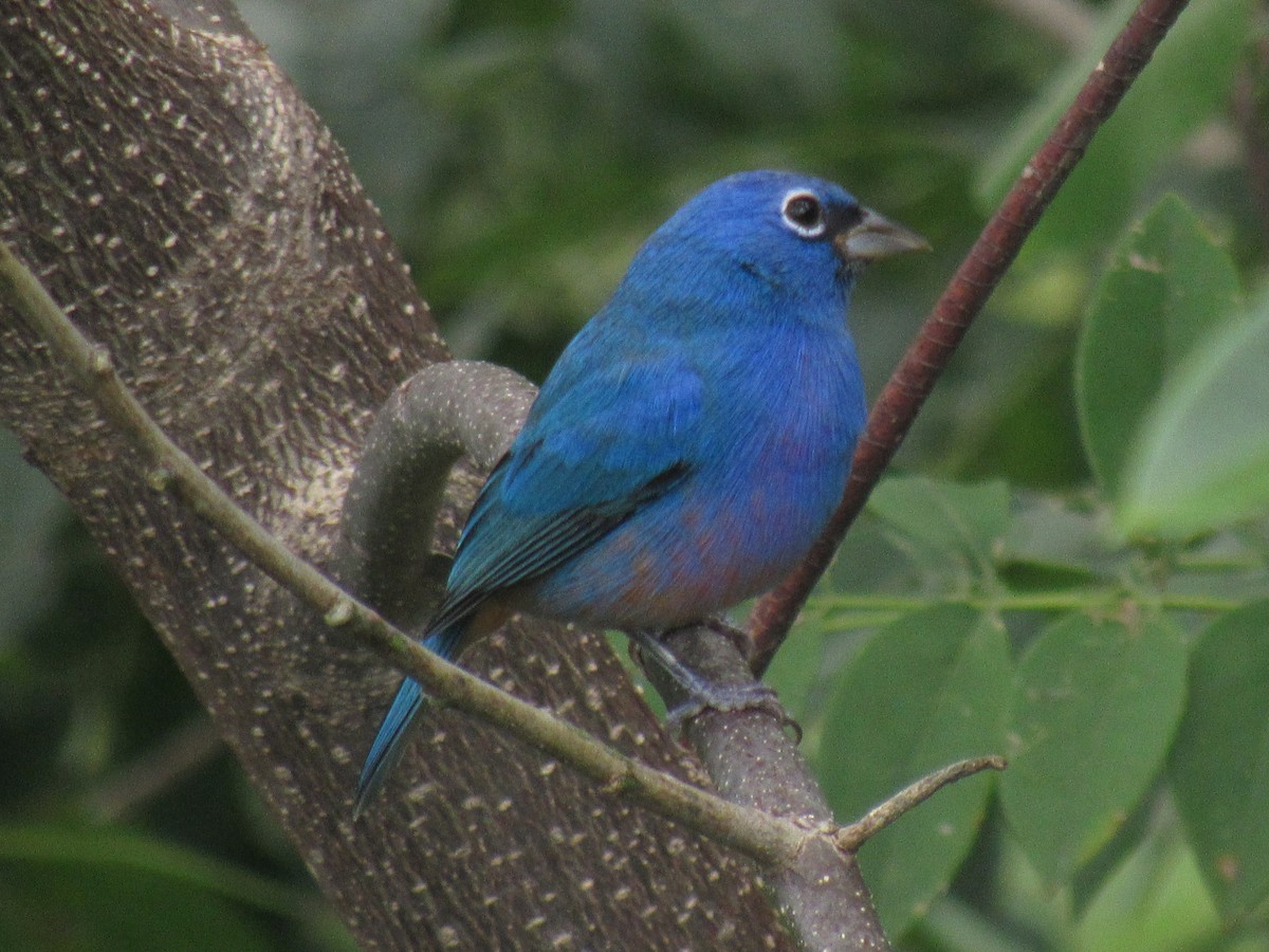 Rose-bellied Bunting - ML272375061